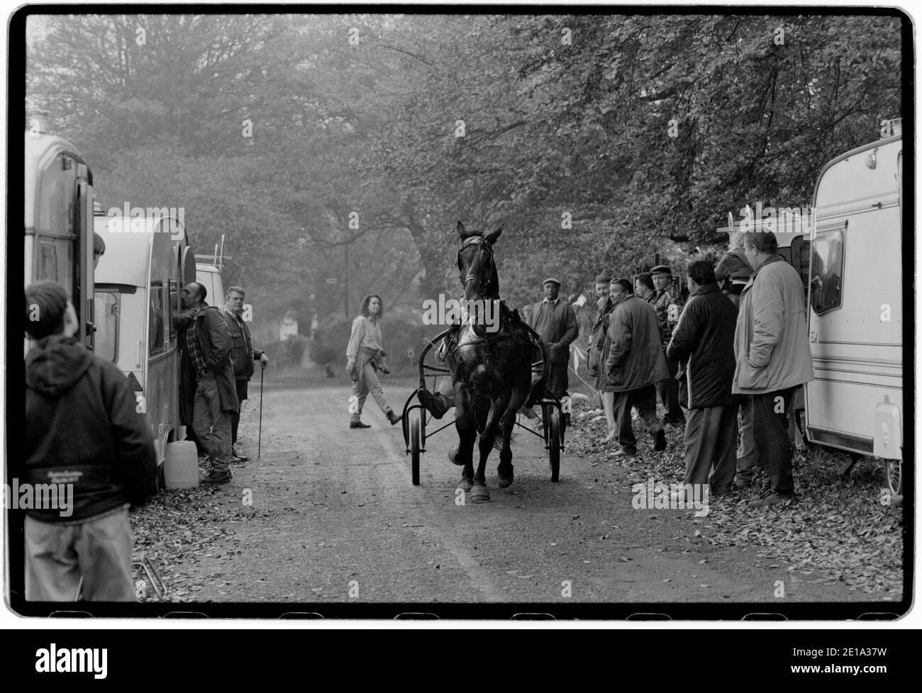 Stow on the Wold Gloucestershire England Gypsy Horse Fair octobre 1996 les chevaux sont rasés pour montrer la qualité du tuyau et du pilote. Au Royaume-Uni, il y a de nombreuses foires auxquelles participent traditionnellement les Romani et les voyageurs qui convergent aux foires pour acheter et vendre des chevaux, rencontrer des amis et des relations et célébrer leur musique, leur histoire et leur folklore. Banque D'Images
