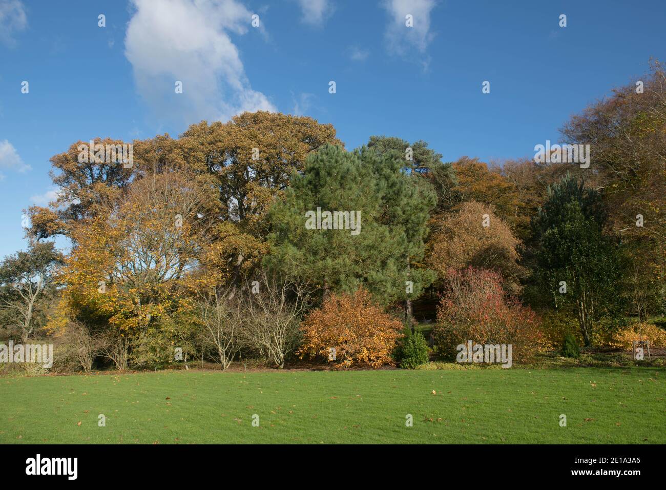 Superbes couleurs d'automne sur les arbres à feuilles caduques et Evergreen dans un paysage forestier à Rosemoor dans le Devon rural, Angleterre, Royaume-Uni Banque D'Images