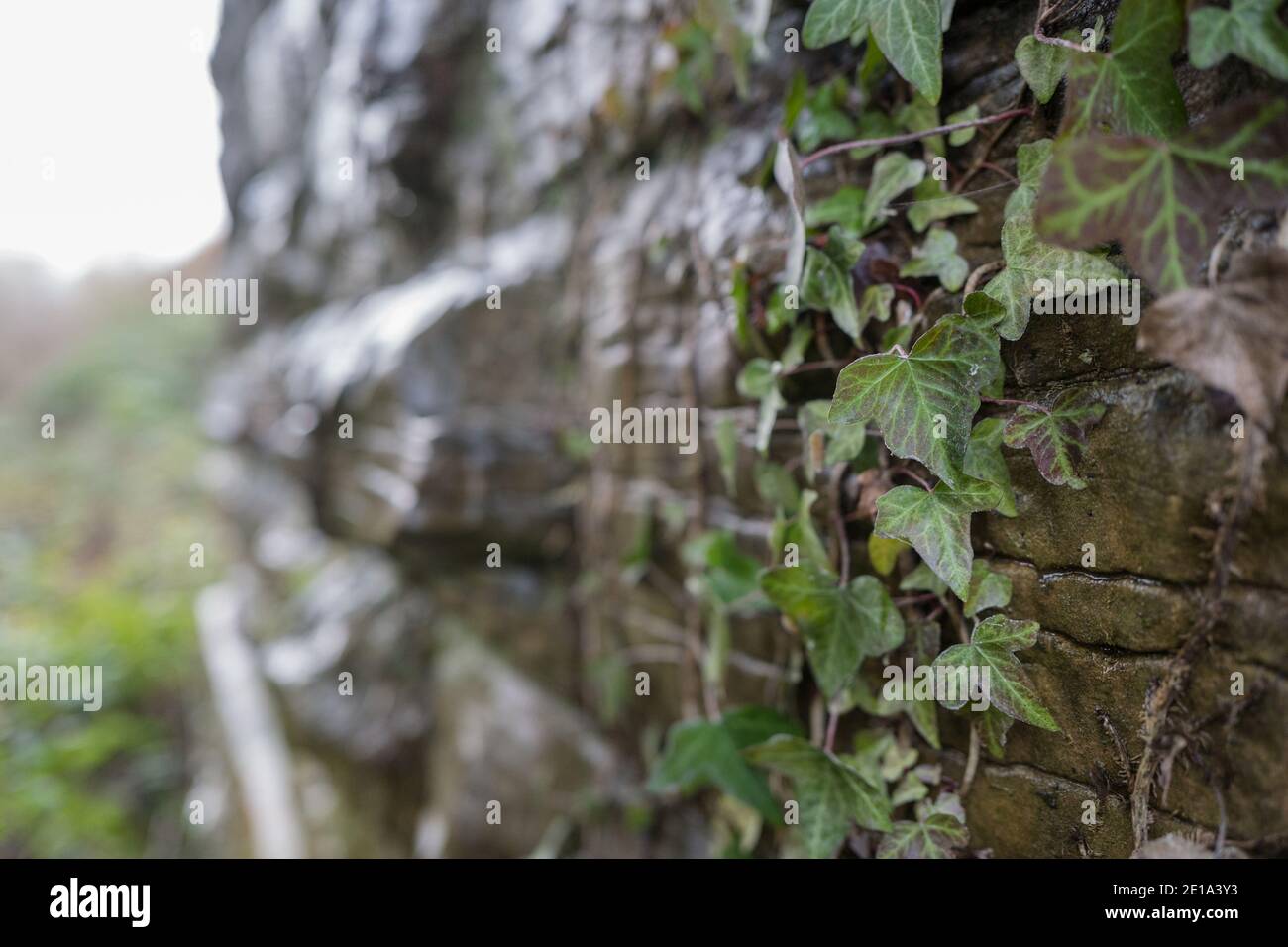 Ivy qui grandit sur le côté d'un mur de pierre. Banque D'Images