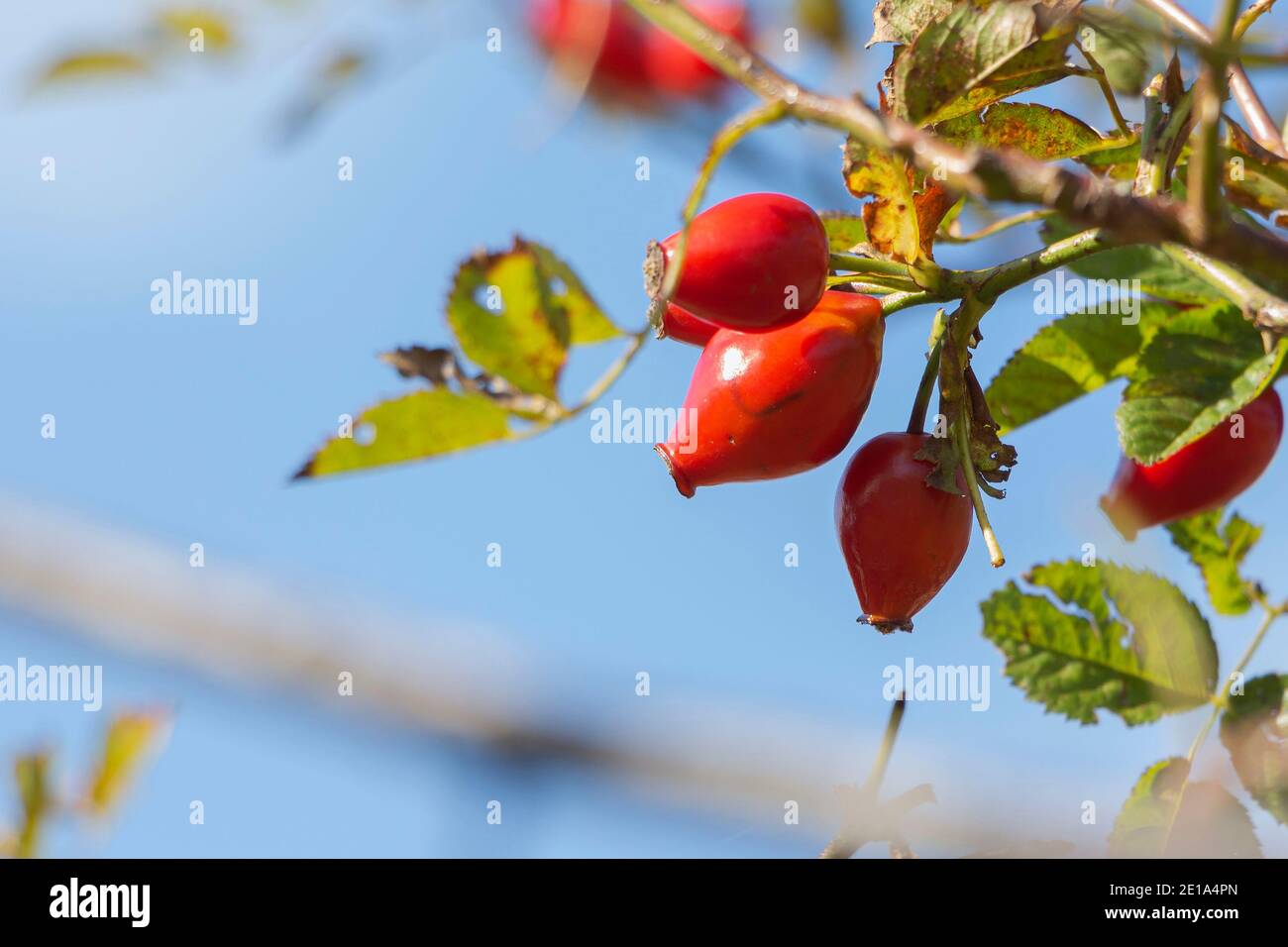 Close-up of dog-rose de baies. Dog rose fruits rosa canina . L'églantier sauvage dans la nature. Banque D'Images