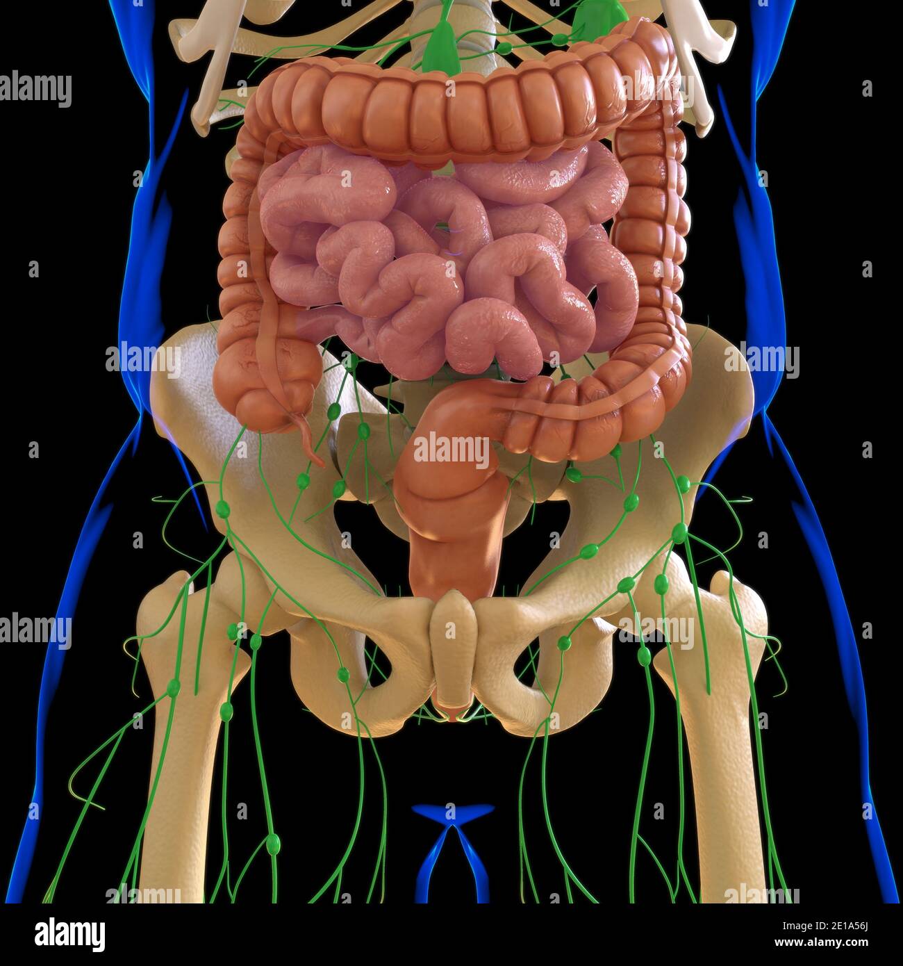 Intestin grêle et gros intestin 3D Illustration système digestif humain