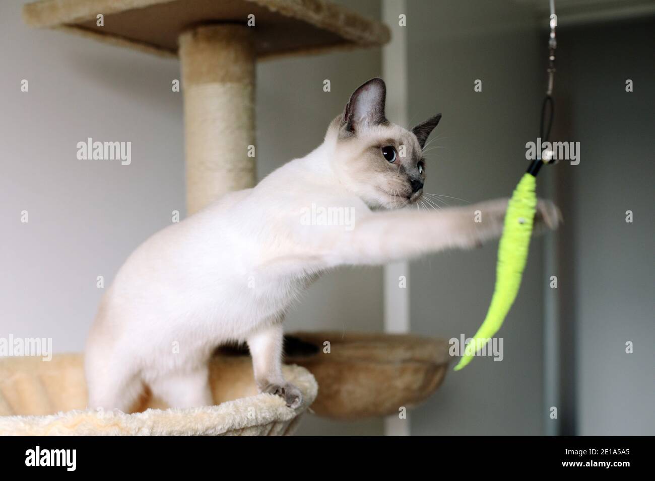 Un Chat Siamois De 6 Mois Qui Se Moque D Un Chat Colore Jouet Photo Stock Alamy
