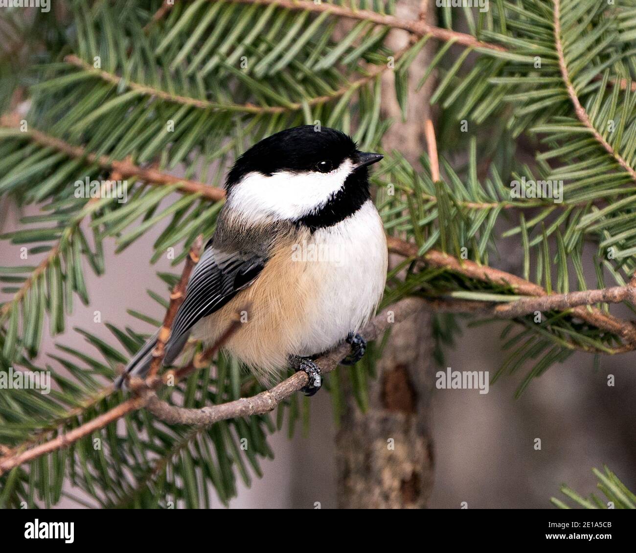 Vue en gros plan de Chickadee sur une branche de sapin avec un arrière-plan flou dans son environnement et son habitat, avec des ailes de plumage de plumes grises et Banque D'Images