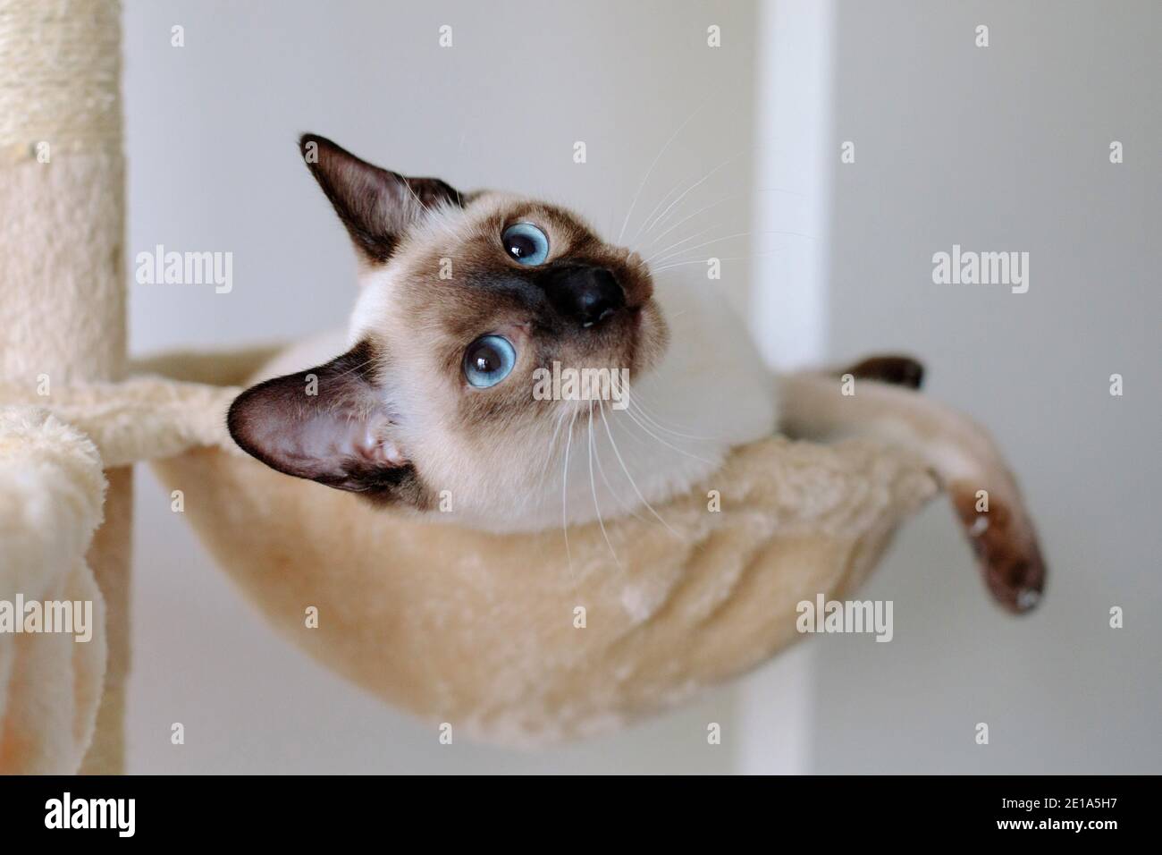 Un Chat Traditionnel Siamois Chocolate Point De 6 Mois Qui Se Pose Un Hamac Et Regarder Vers Le Haut Photo Stock Alamy