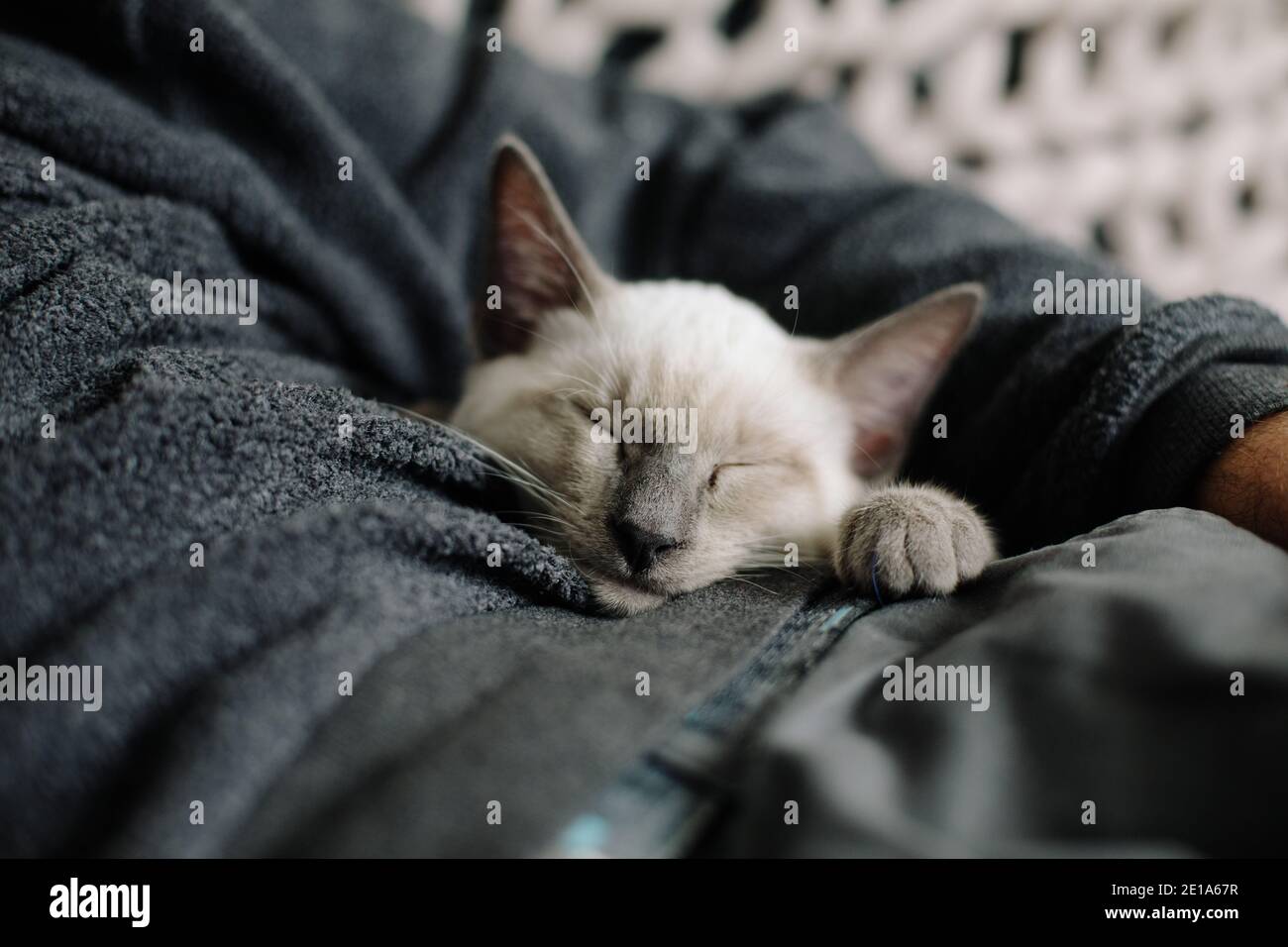 Un jeune chaton siamois de Lilac point s'est emmêlé sous le bras de son propriétaire Banque D'Images