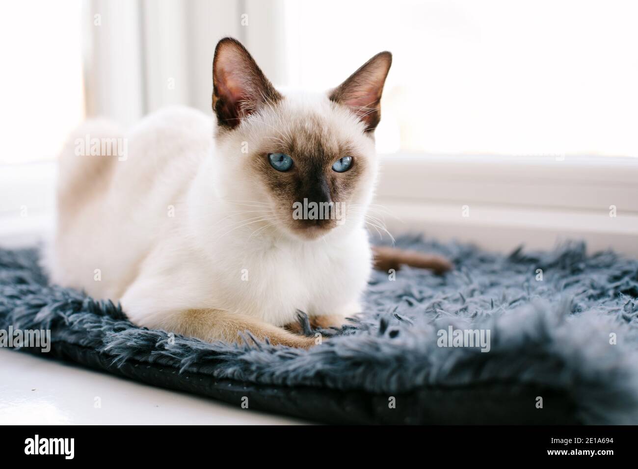 Un Chat Siamois Traditionnel De 6 Mois De Chocolate Point Assis Une Fenetre Qui Regarde Devant Vous Photo Stock Alamy
