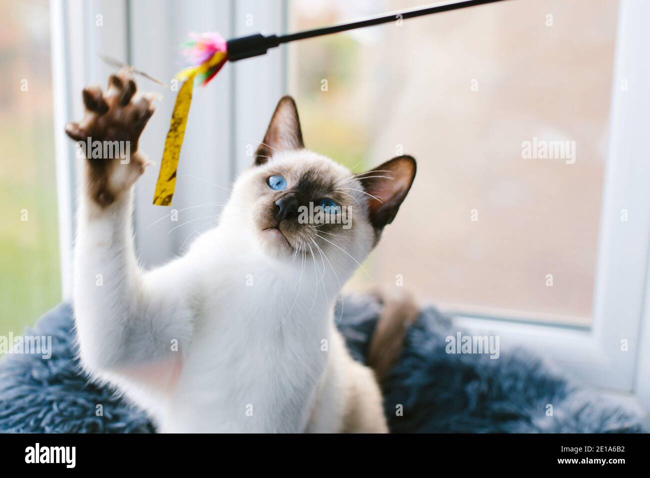 Un chat siamois de 6 mois qui se moque d'un chat coloré jouet Banque D'Images