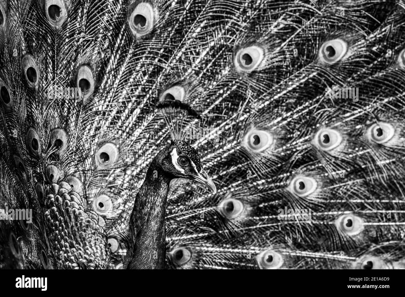 Oiseau de paon de la tourbière mâle, Pavo cristatus, squaking avec plumes de queue pleine exposition Banque D'Images