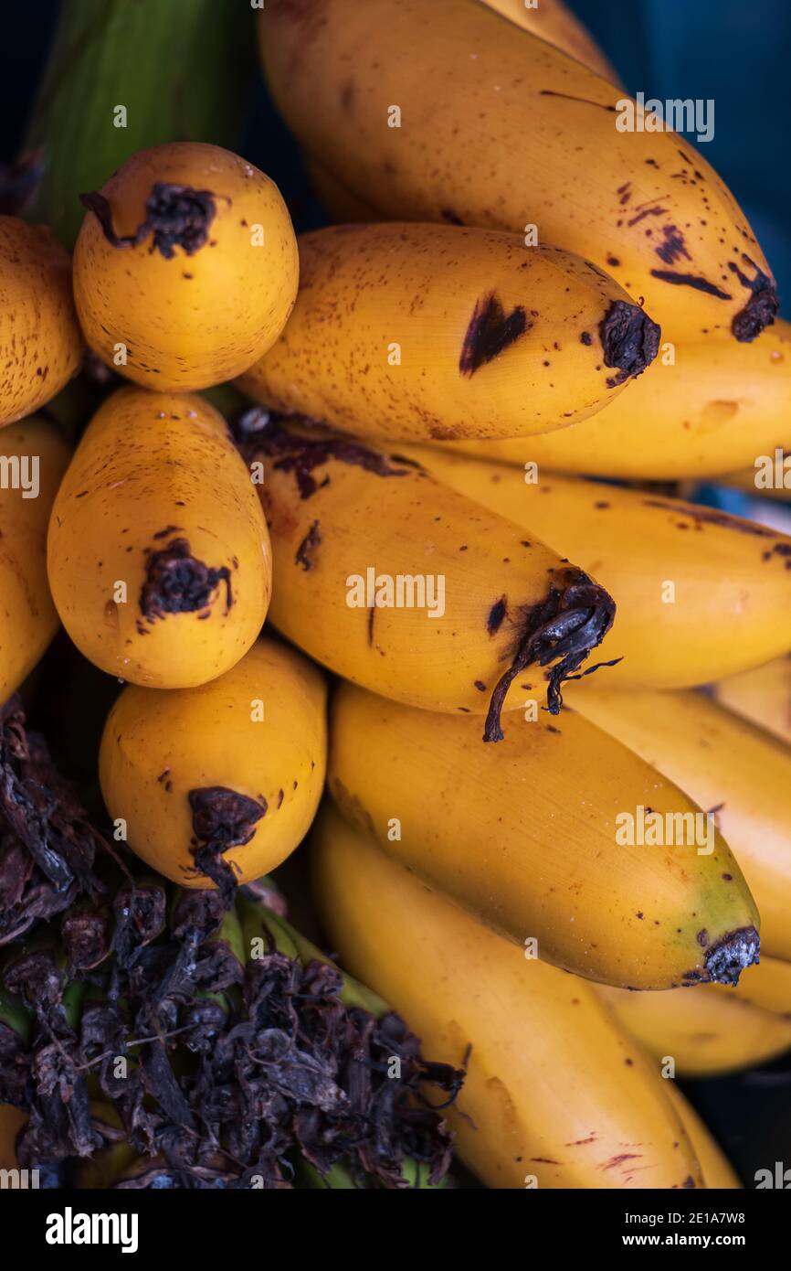 Gros plan détaillé d'un groupe de bananes minuscules connues dans La Colombie et certains pays tropicaux comme Murrapos Banque D'Images