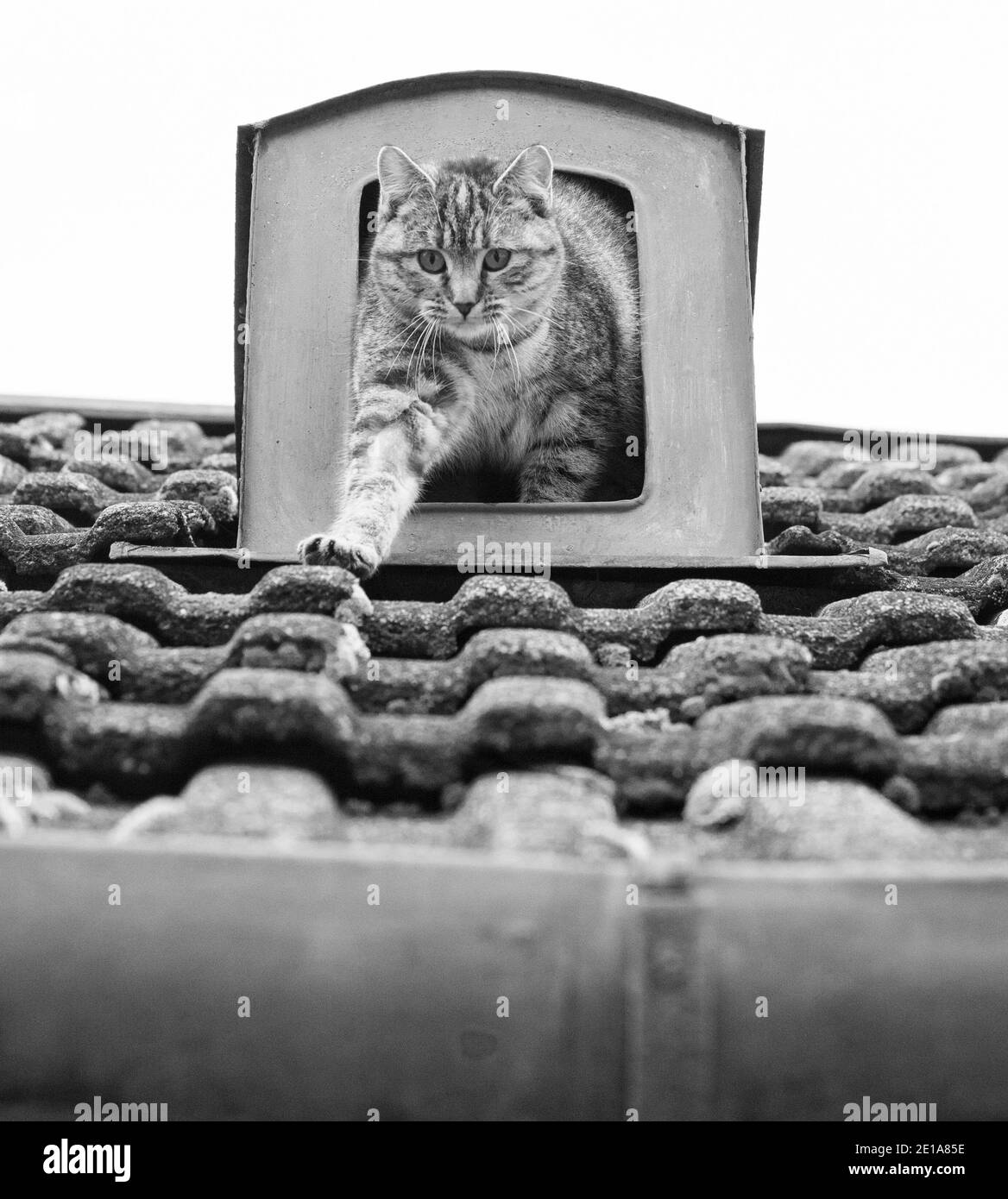 Chat Gris A Rayures Banque De Photographies Et D Images A Haute Resolution Alamy