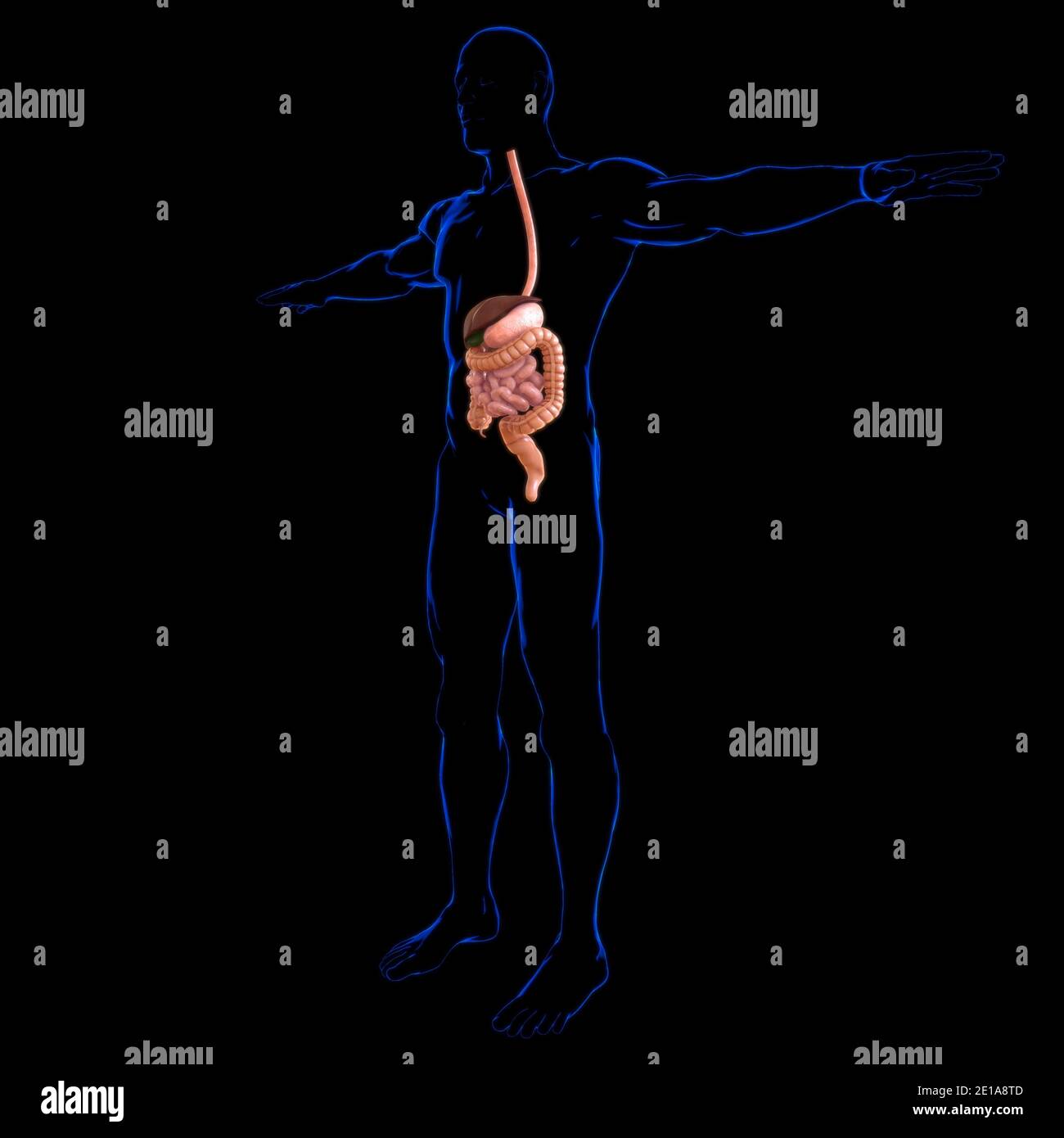 Système digestif humain Anatomy for Medical concept 3D Illustration Banque D'Images