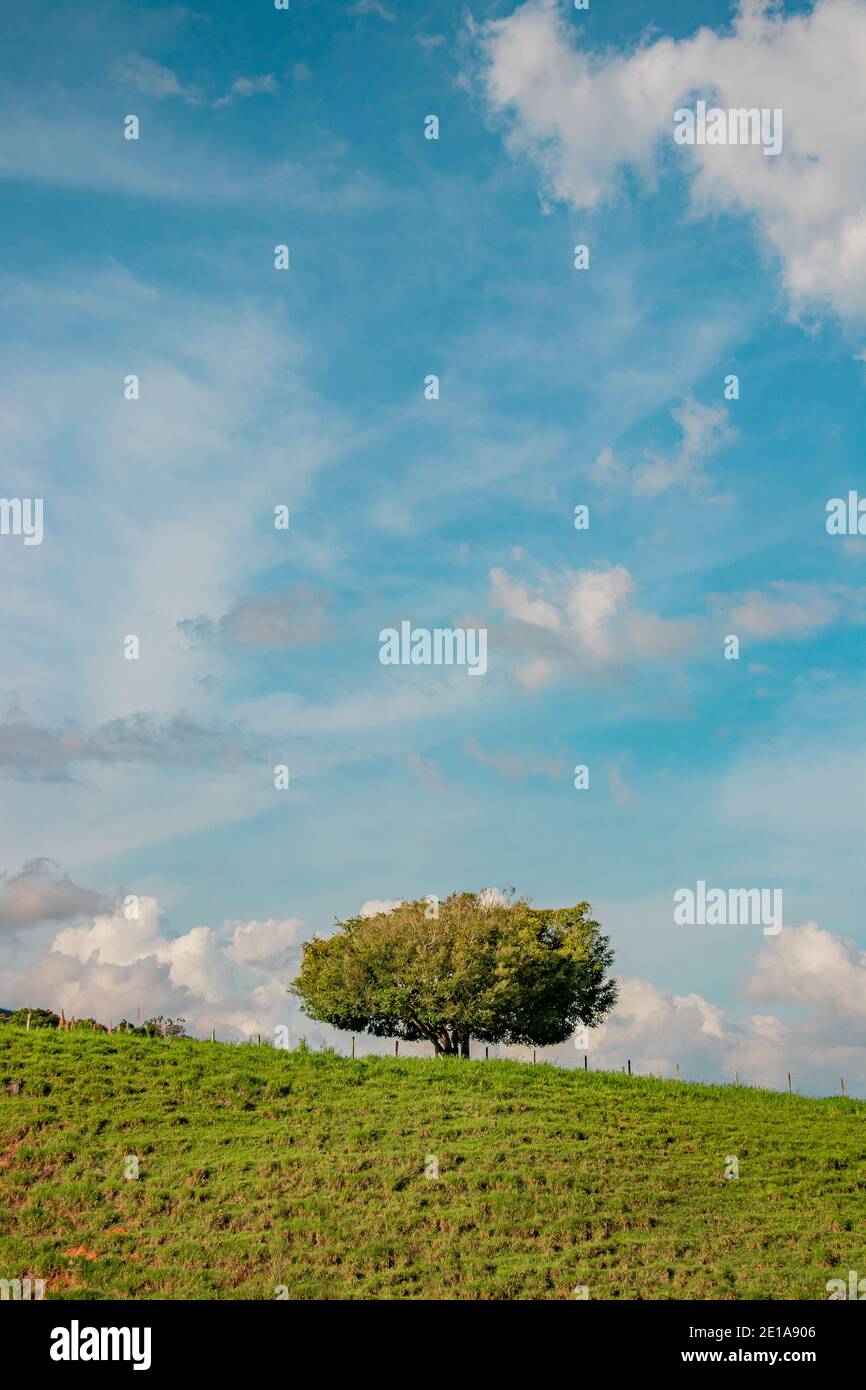 Un magnifique paysage de campagne montrant un arbre unique debout sur la colline avec un magnifique ciel bleu fond plein de coton comme des nuages, almos Banque D'Images