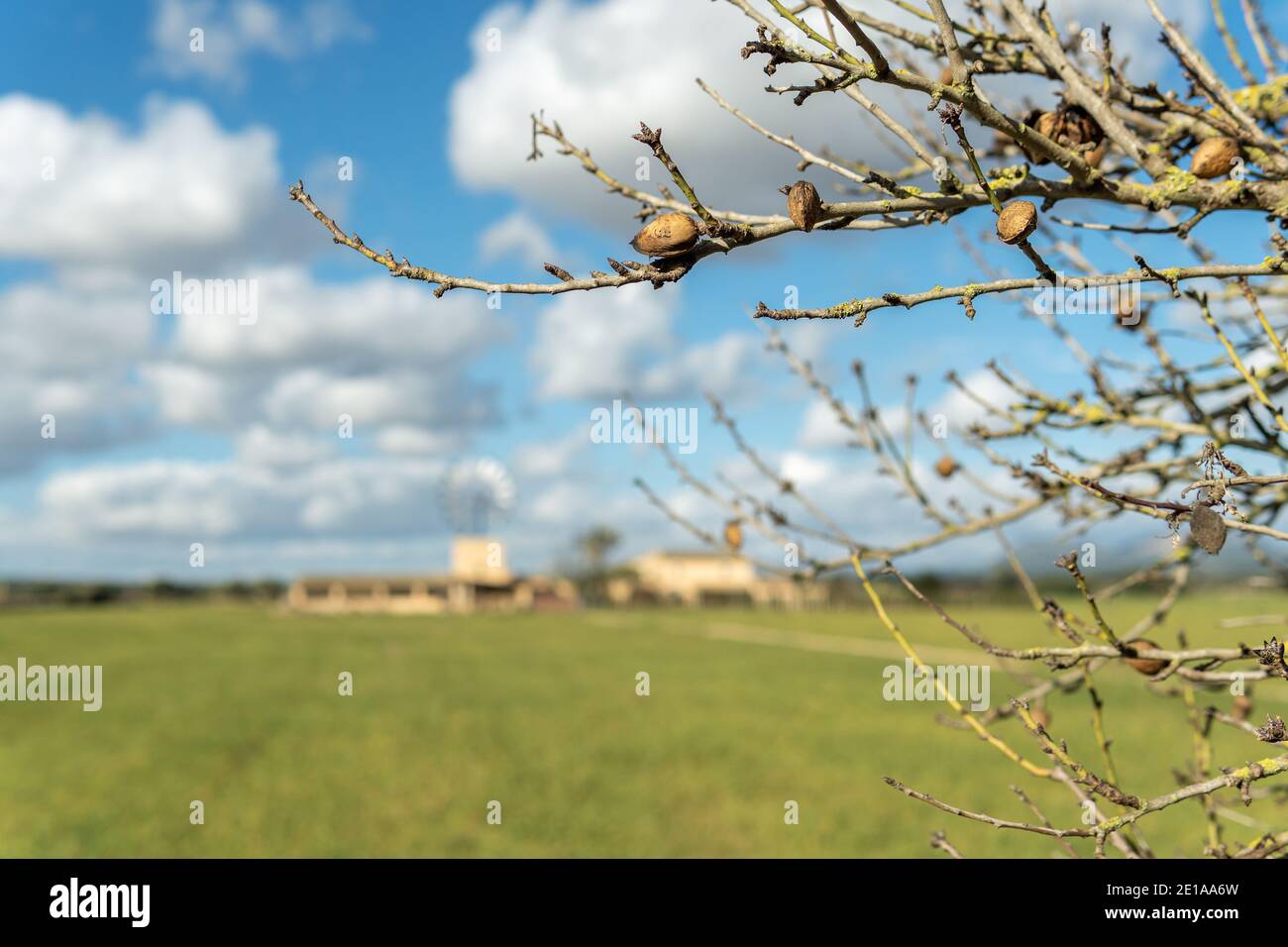 Gros plan d'une branche d'amande avec des amandes, en arrière-plan hors de focus une maison rurale avec moulin typique de l'intérieur de l'île de Majorque, S Banque D'Images