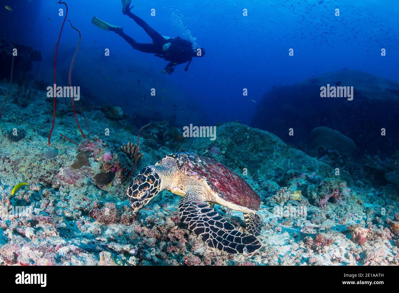 Fond PLONGÉE et tortue de mer de Hawksbill sur un corail récif Banque D'Images