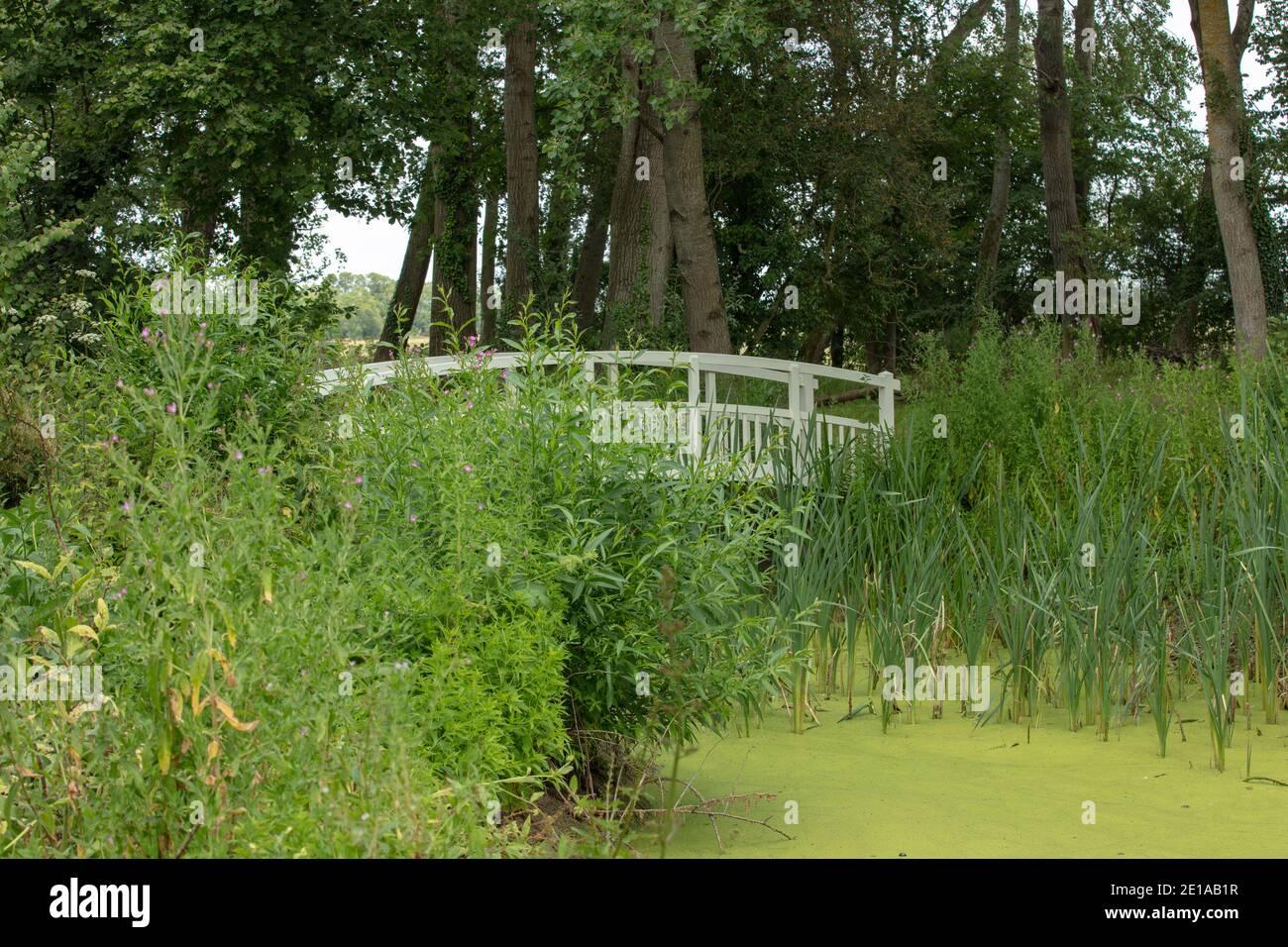 Pont en bois blanc entre plantation naturelle et verdure vu aux jardins de Waterperry à l'été 2018. Banque D'Images