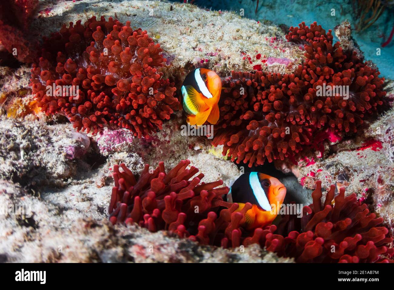 Belle famille de poissons clownfish bagués dans une anémone rouge sur un récif tropical de corail. Banque D'Images