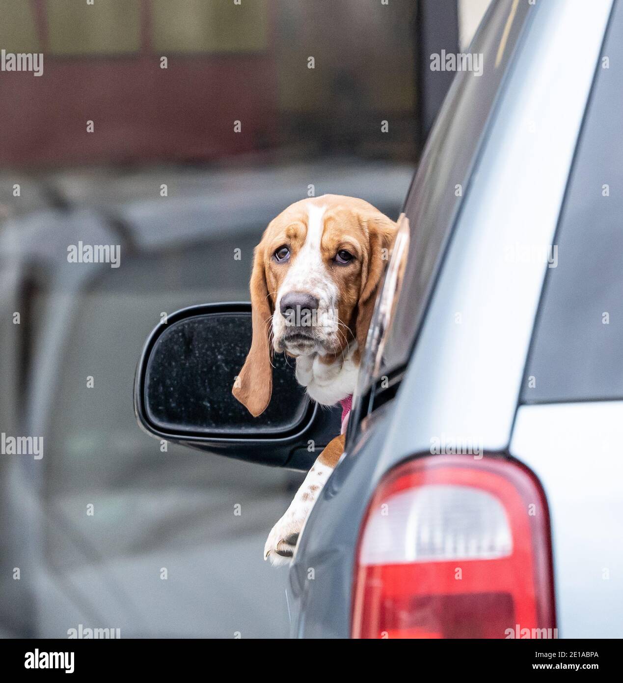 Un adorable petit chien de petit-garçon colle sa tête hors d'une fenêtre de voiture pendant qu'il attend son propriétaire. Banque D'Images