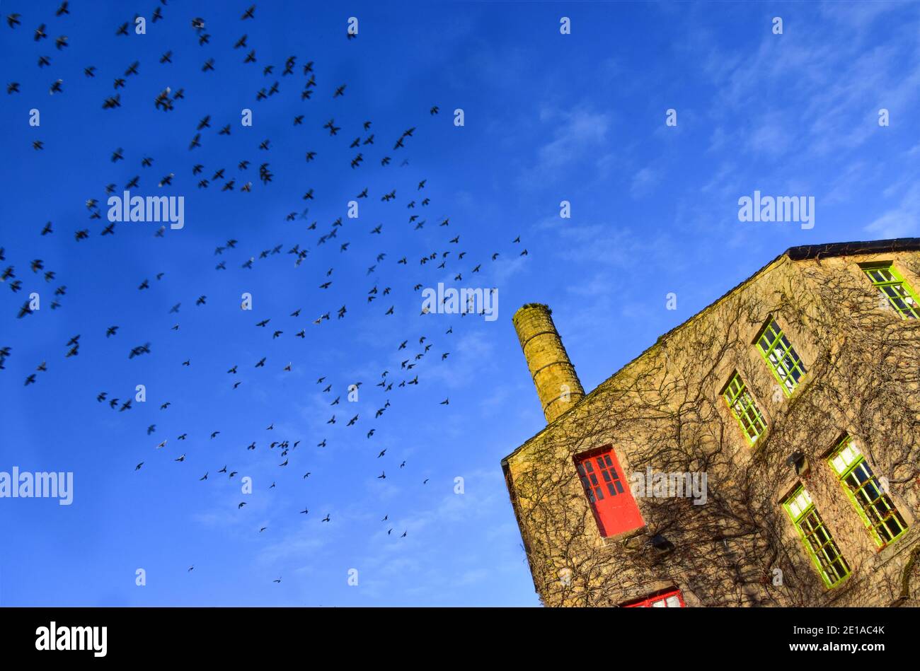 Troupeau de pigeons au-dessus de l'usine de Hebden Bridge, du pont Hebden, de Calvaire, dans le West Yorkshire Banque D'Images