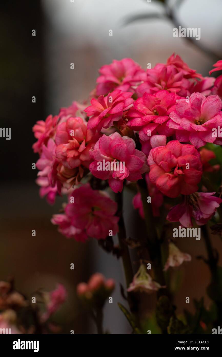 Un bouquet de petites fleurs rougeâtres Banque D'Images