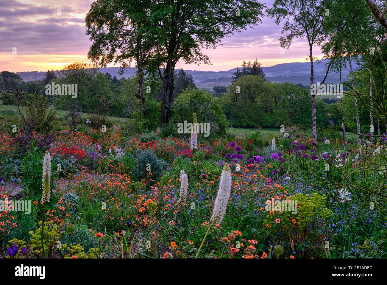 Eremurus,geum,euphorbia,allium,lit mixte,lit mixte,bordure mixte,schéma de plantation mixte,lever du soleil,aube,lumière,éclairage,Hunting Brook Gardens,Wicklow,Irelan Banque D'Images