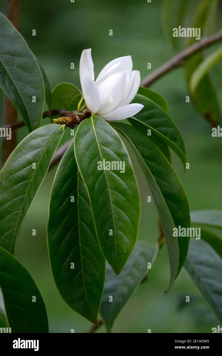 Michelia doltsopa Silver Cloud, syn Magnolia doltsopa Silver Cloud, fleurs blanches, senteur blanc fleur,arbuste à feuilles persistantes,arbre à feuilles persistantes,arbres,fleurs,débit Banque D'Images