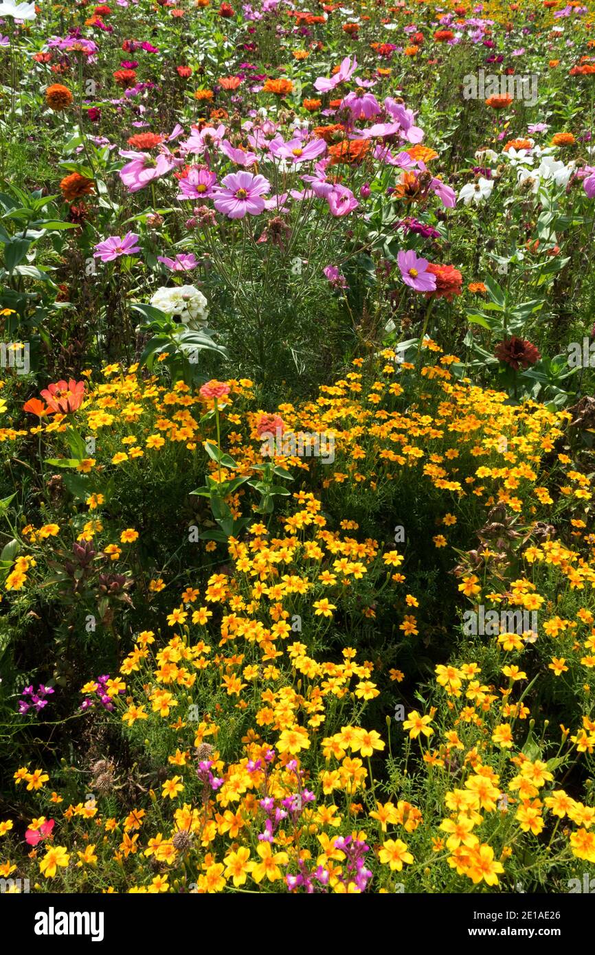Plantes herbacées fleurs annuelles d'été Cosmos Marigolds Cosmos literie Banque D'Images