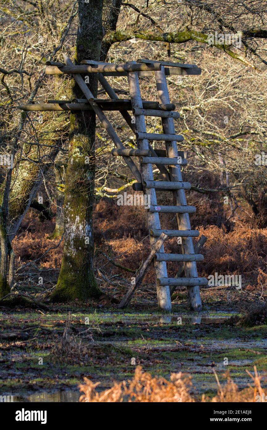 Plate-forme de chasseurs de cerfs en bois avec ÉCHELLE en bois construite contre UN arbre. New Forest Royaume-Uni Banque D'Images