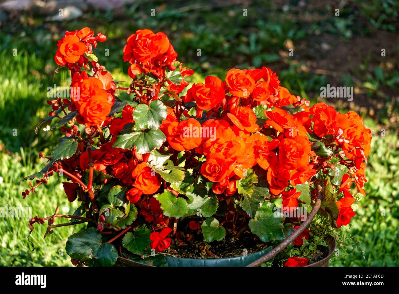 De grandes fleurs de begonia rouge sur fond de feuilles vertes dans un pot de fleurs. Banque D'Images