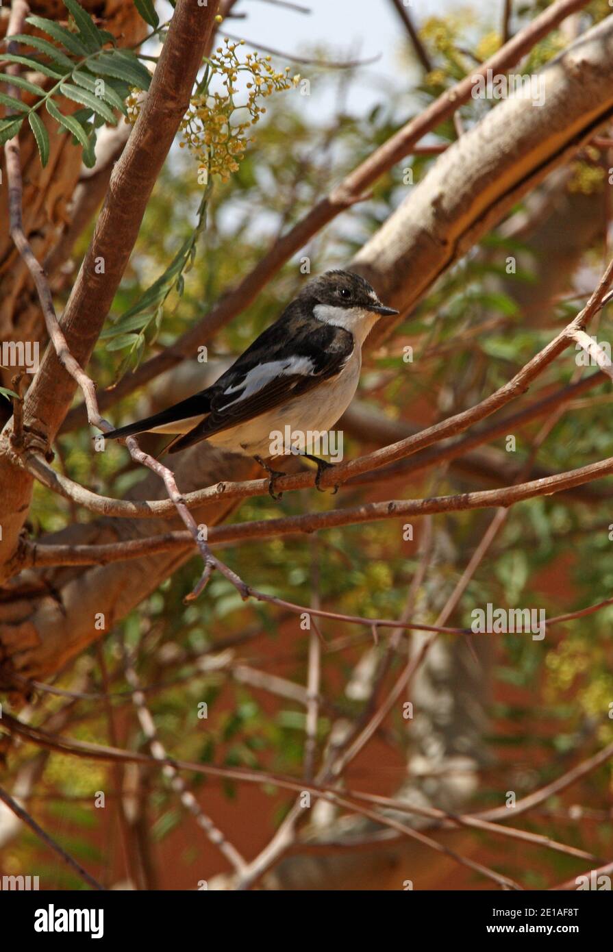 Pied Flycatcher (Ficedula hypoleuca) Adulte perché dans un arbre dans une oasis du désert du Maroc Avril Banque D'Images