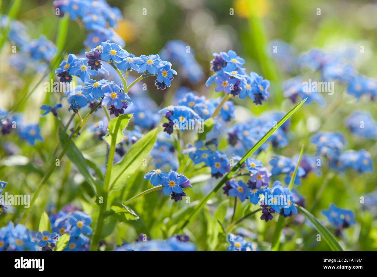 Un tas de ne pas m'oublier. Fleurs bleues dans la prairie d'été Banque D'Images