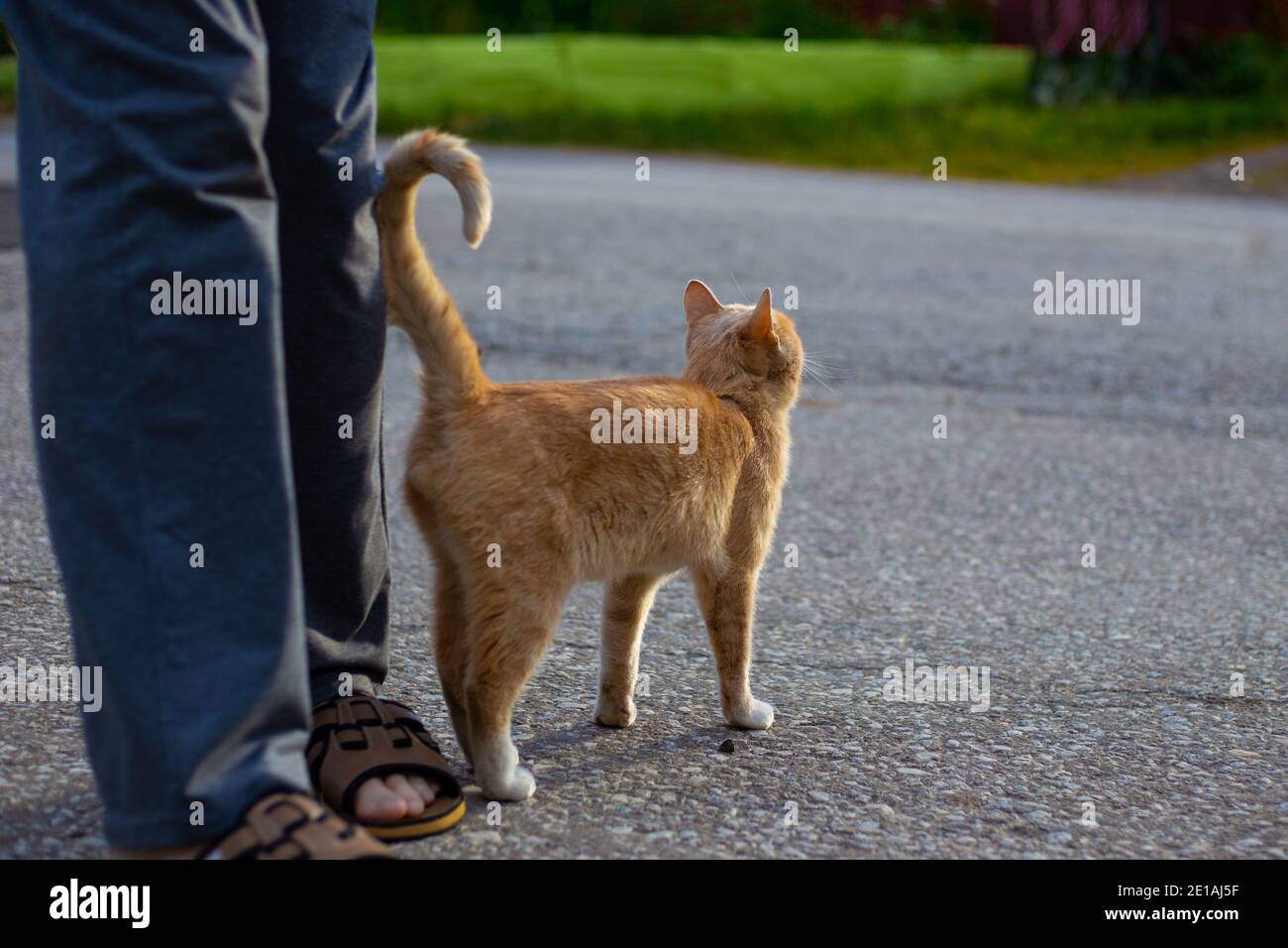 le chat rouge leva sa queue et se blotcha jusqu'à un homme dans la rue, les animaux d'amour, l'espace de copie Banque D'Images