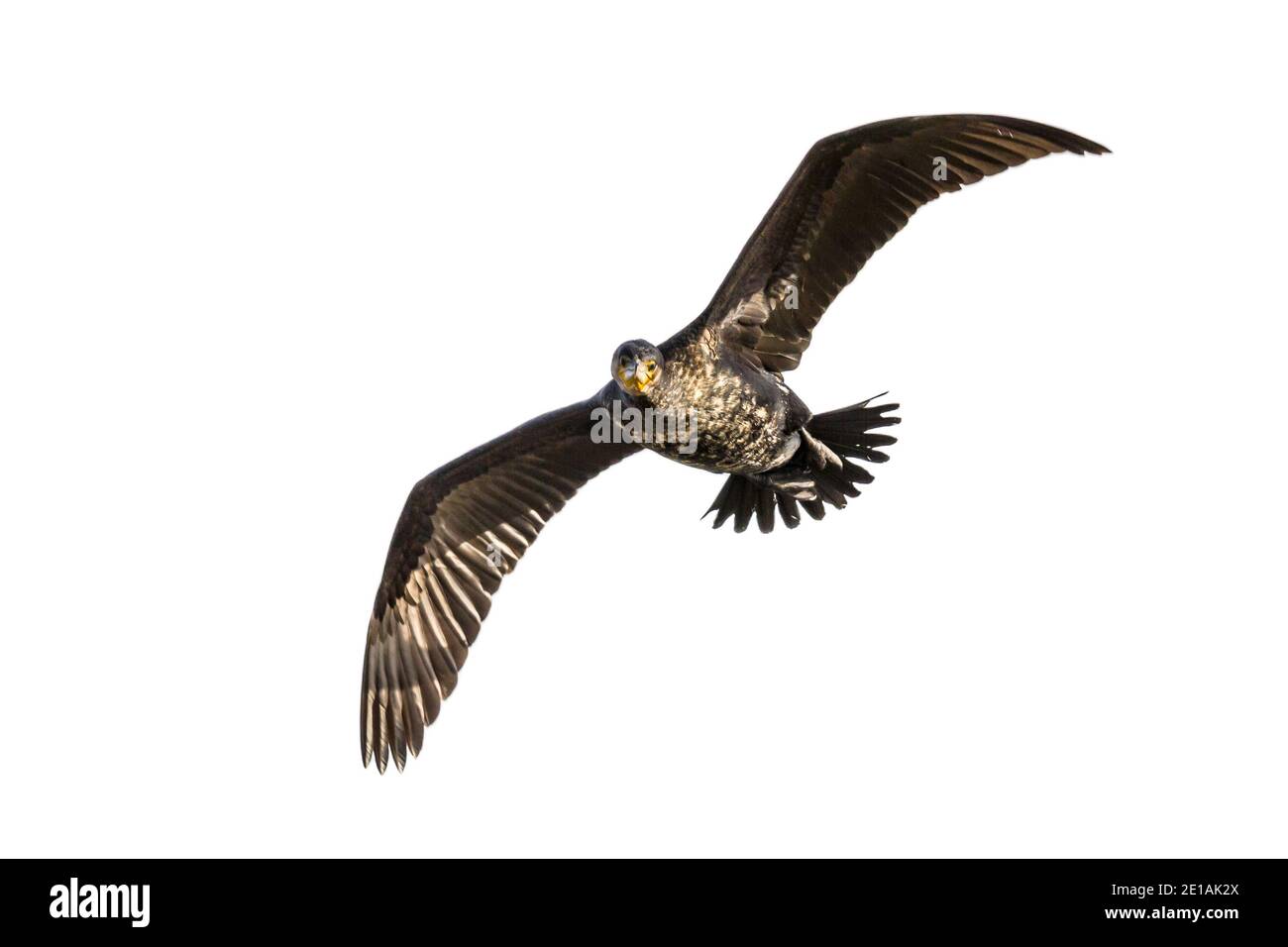 Grand cormoran volant (Phalacrocorax carbo) sur fond blanc. Ce gros oiseau noir se trouve en Europe, en Asie, en Afrique, en Australie et en Amérique du Nord. Banque D'Images