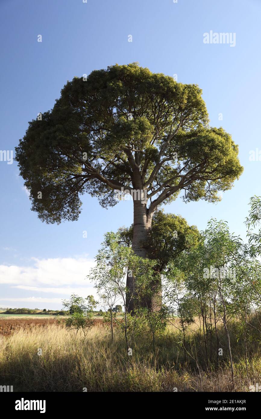 Arbre à bouteilles à feuilles étroites ou arbre à bouteilles Queensland (Brachychiton rupestris), Queensland, Australie Banque D'Images