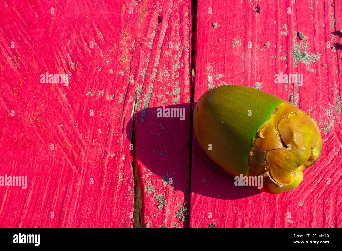 Conception graphique faite par la nature elle-même, une composition de cococotier agréable une table en bois rose saturé Banque D'Images