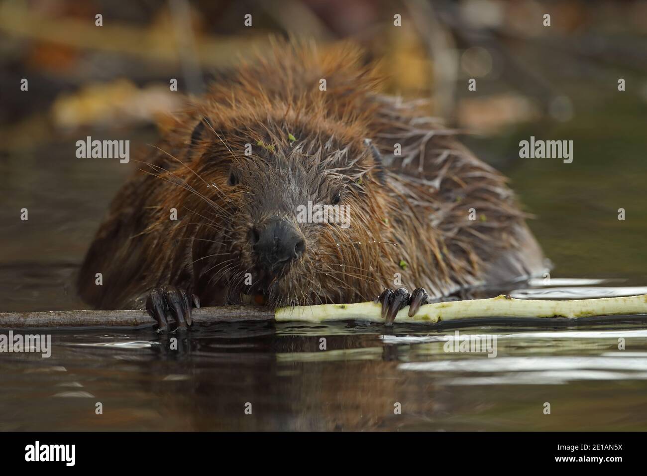 Castor nord-américain (Castor canadensis), Maryland, se nourrissant de l'écorce des arbres Banque D'Images