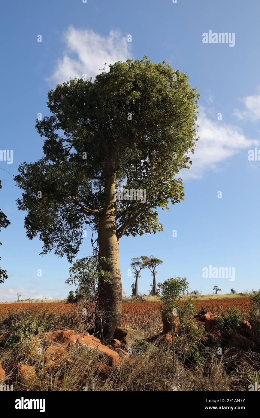 Arbre à bouteilles à feuilles étroites ou arbre à bouteilles Queensland (Brachychiton rupestris), Queensland, Australie Banque D'Images