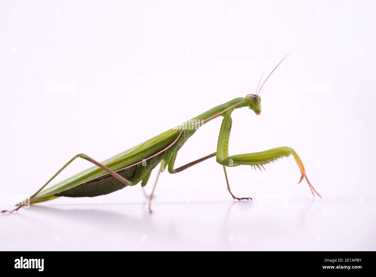 Une femme mantis ou une religieuse de prière européenne se rapprochent sur fond blanc. Grand insecte prédateur Banque D'Images