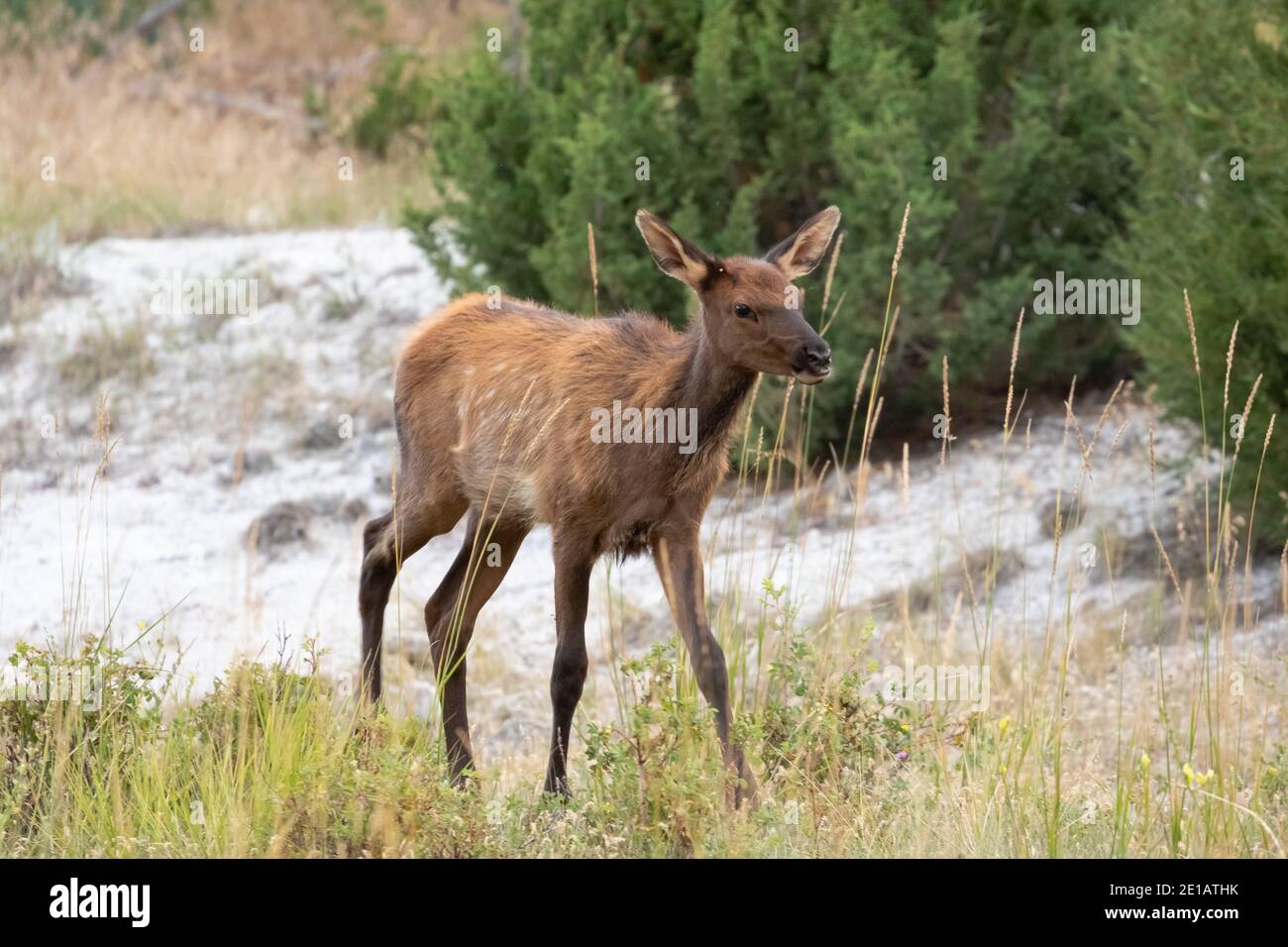 Elk dans le Montana Banque D'Images