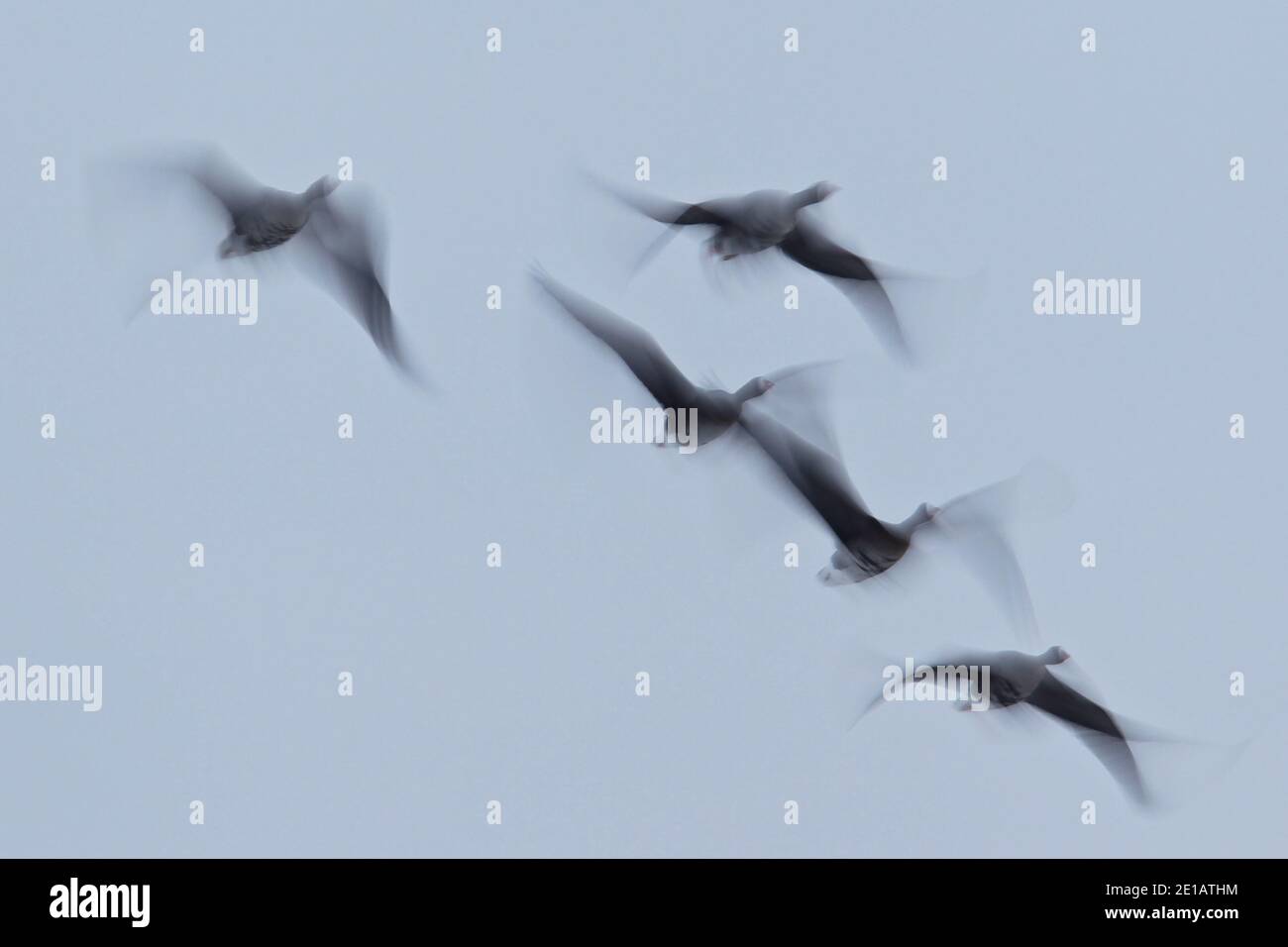 Troupeau de grandes Oies à froncé blanc (Anser albifrons) volant avec le flou de mouvement, Brandebourg, Allemagne Banque D'Images