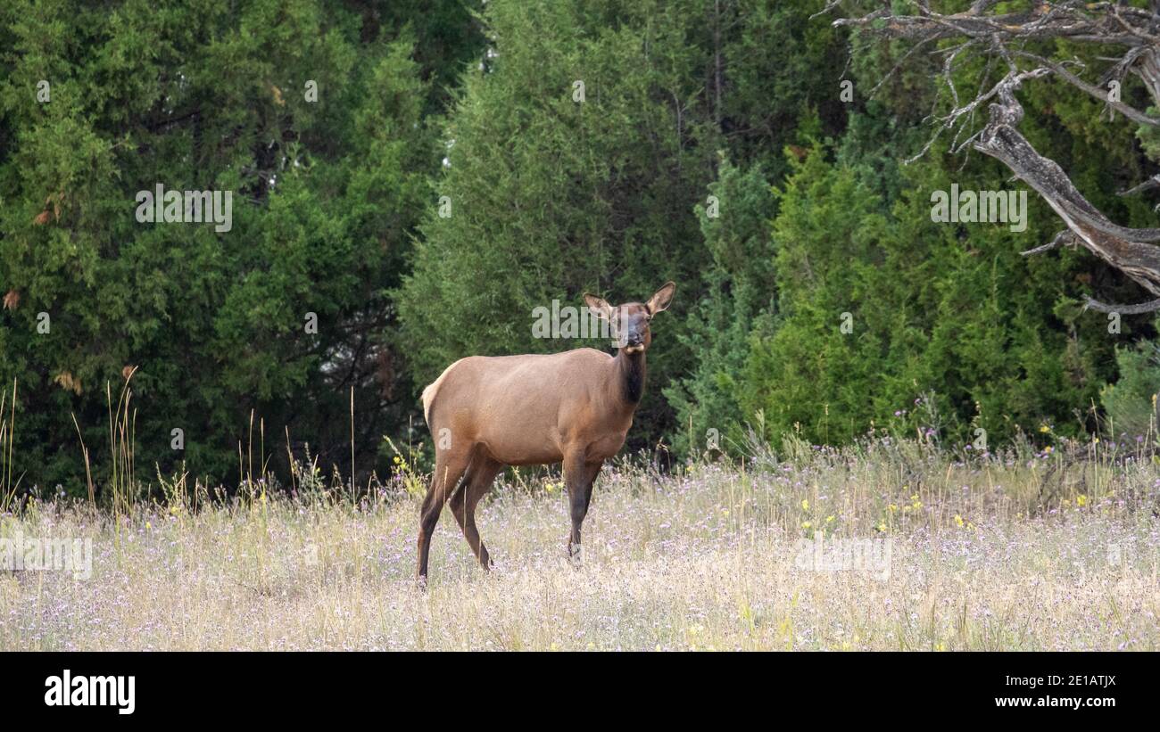 Elk dans le Montana Banque D'Images