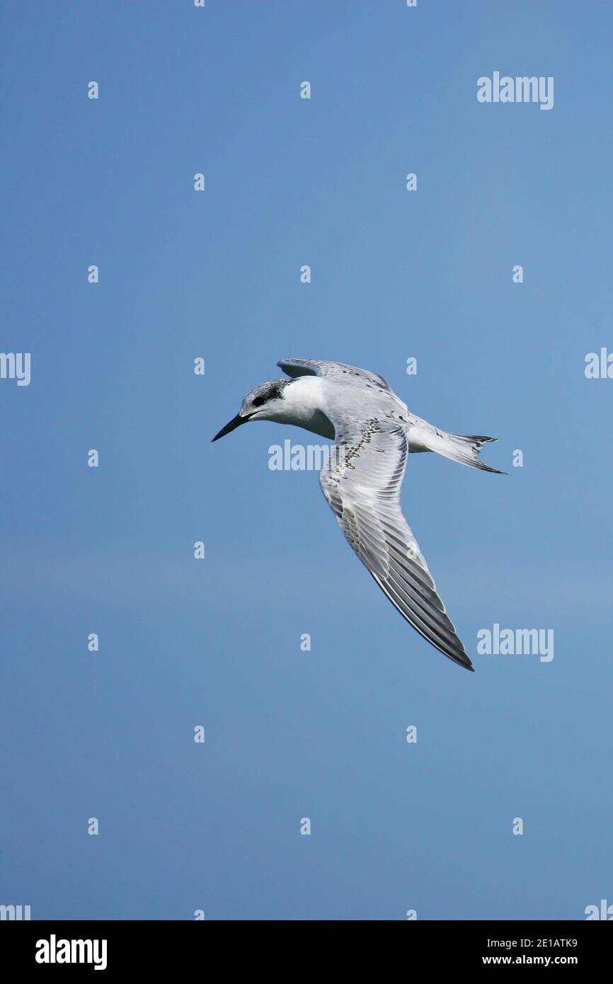 Sterne sandwich (Thalasseus sandvicensis) juvénile en vol, Mer Baltique, Mecklembourg-Poméranie occidentale, Allemagne Banque D'Images
