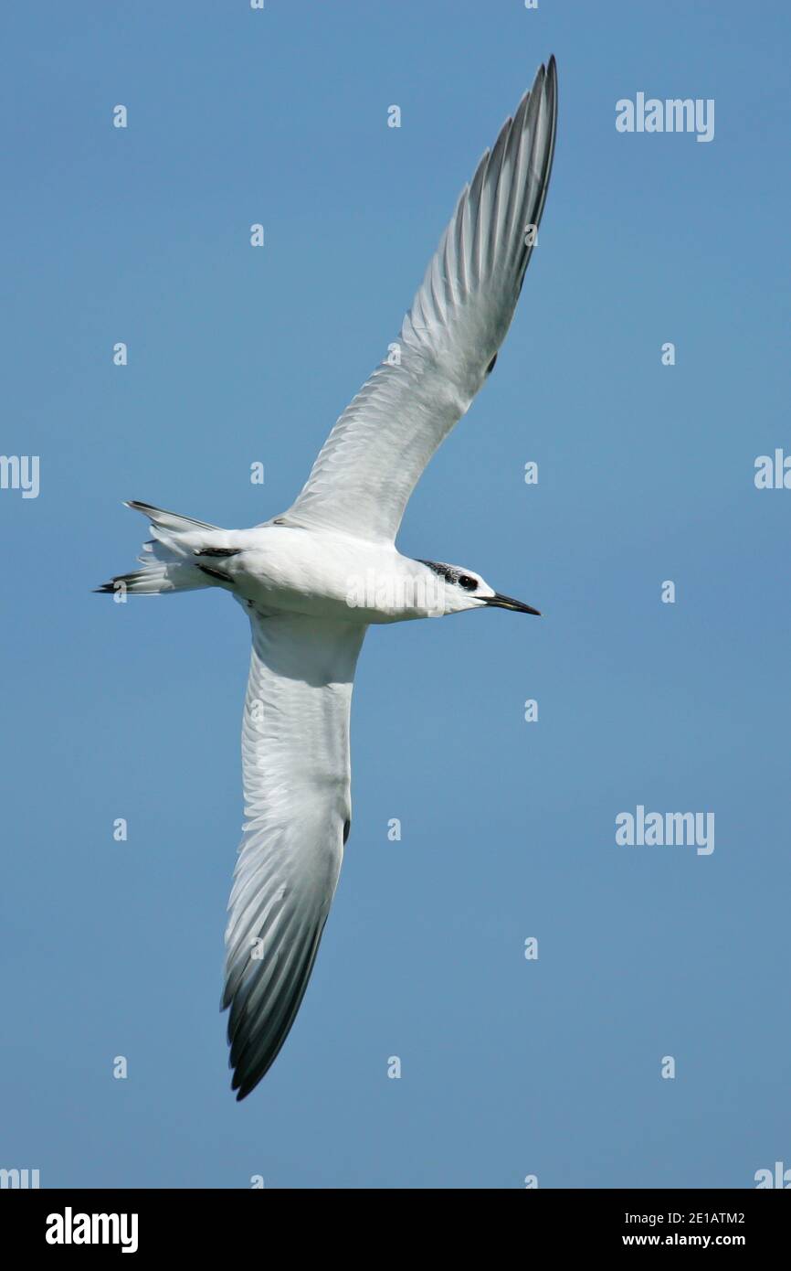 Sterne sandwich (Thalasseus sandvicensis) juvénile en vol, Mer Baltique, Mecklembourg-Poméranie occidentale, Allemagne Banque D'Images