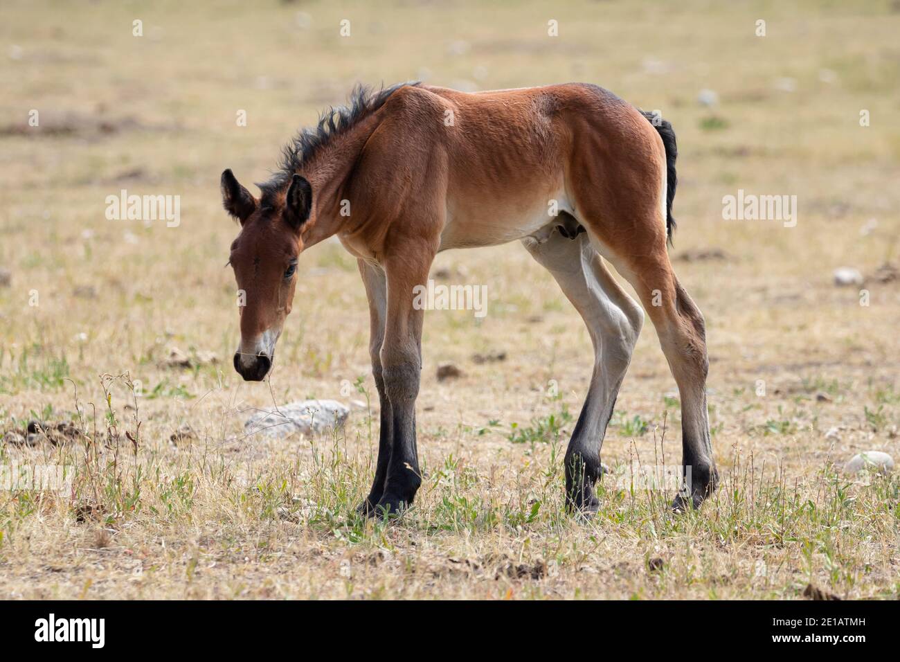 Bébé Foal dans le Wyoming Banque D'Images