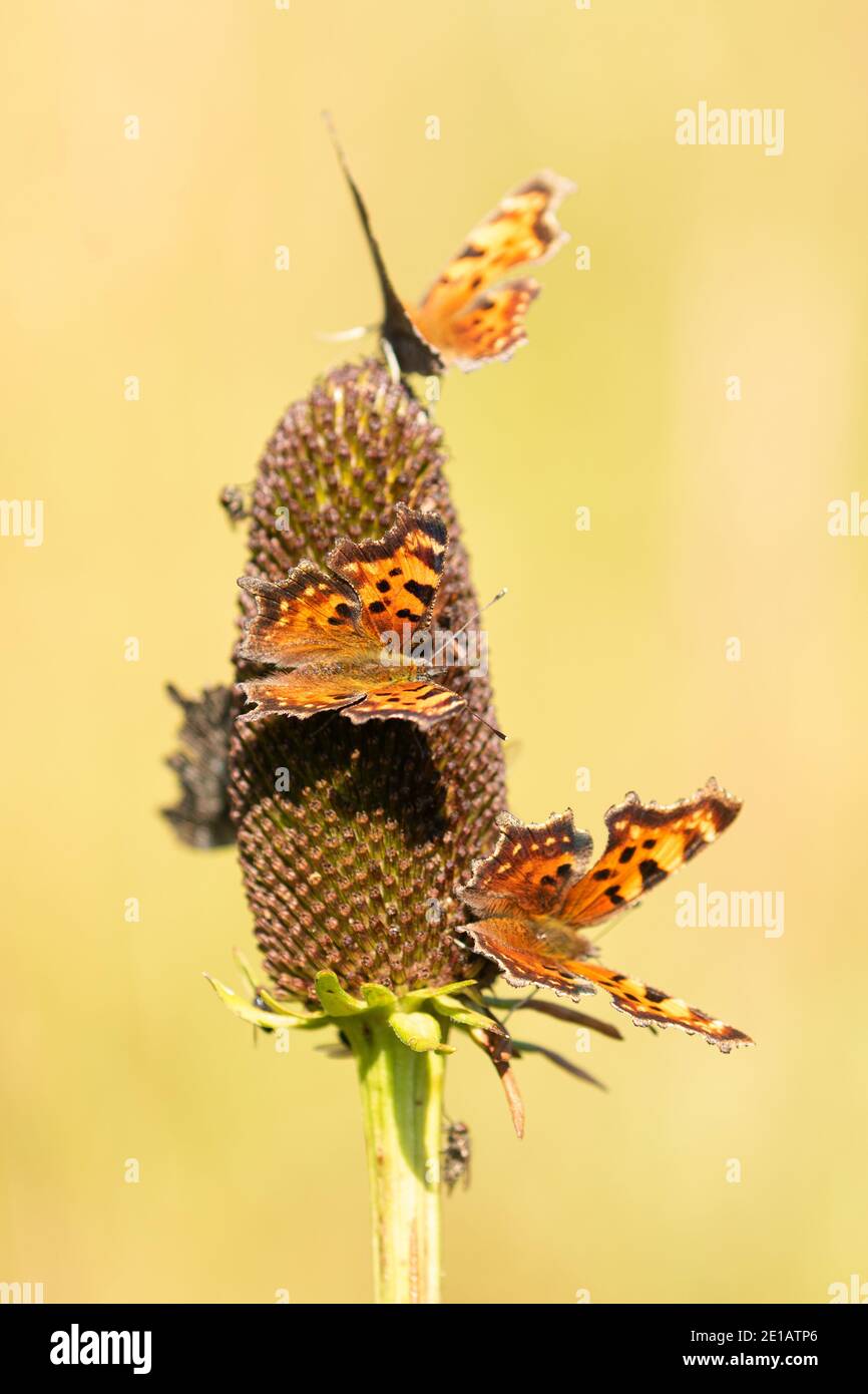 Magnifique papillon de nuit Banque D'Images