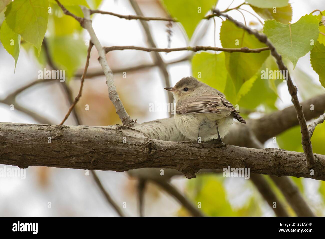 Le Viréo mélodieux (Vireo gilvus) Banque D'Images