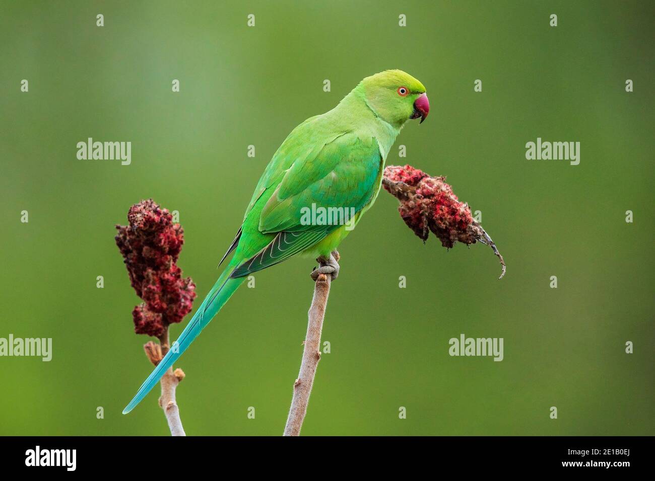 Parakeet à anneaux roses (Psittacula krameri) assis sur le Sumac Staghorn (Rhus typhina) se nourrissant de fleurs rouges, Bade-Wurtemberg, Allemagne Banque D'Images