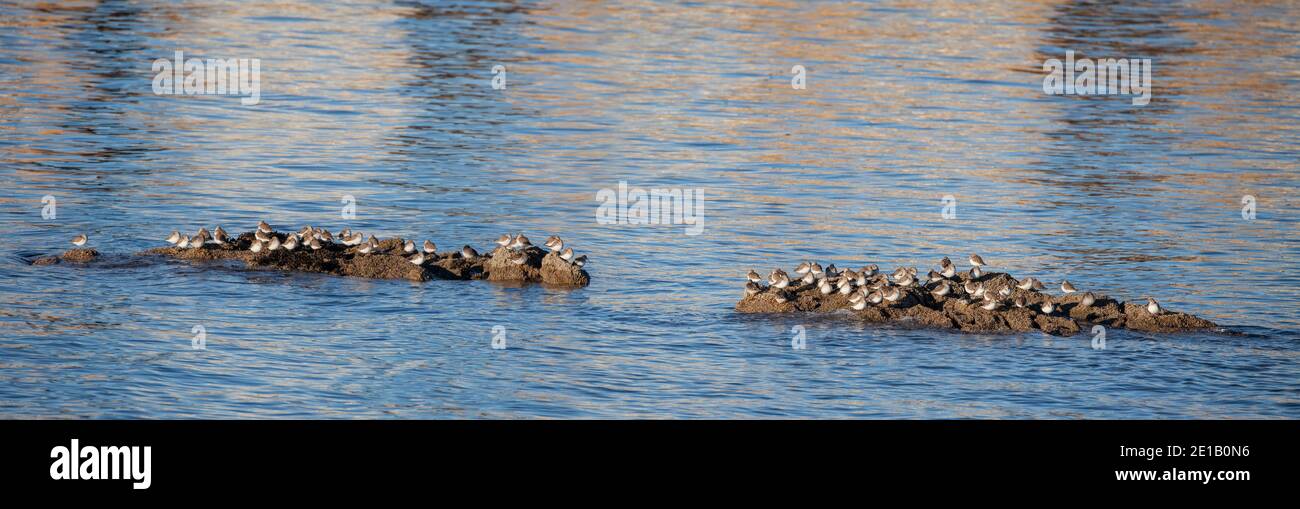 Une marée haute d'oiseaux de rivage/de méchants à Saltcoats Harbour, dans le nord de l'Ayrshire, en Écosse. Les oiseaux sont surtout des Dunlins et des Sandpipers pourpres. Banque D'Images