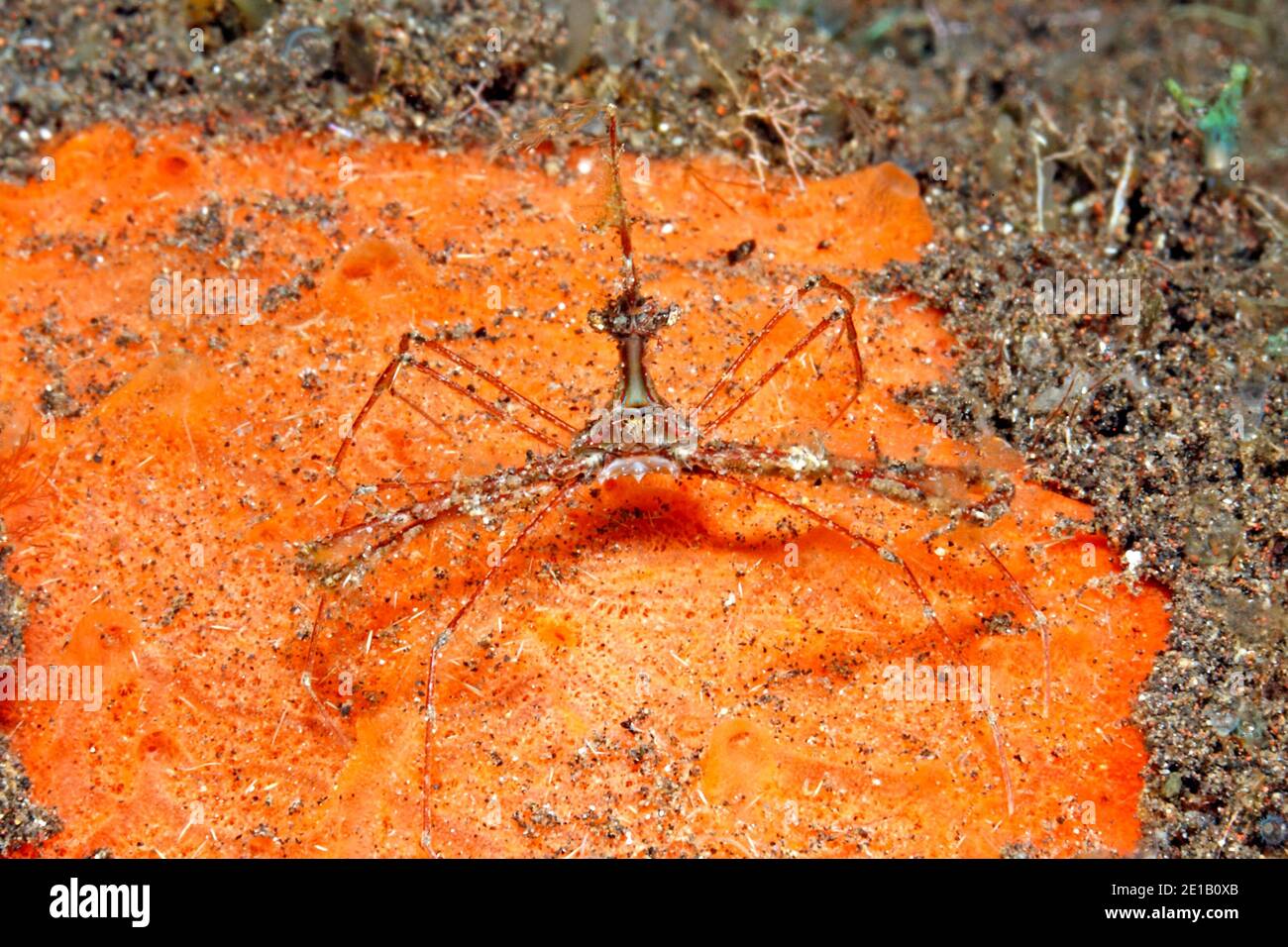 Arrow Crab, Stenorhynchus ou Metaporaphis, sur une éponge de la mer d'Orange. Tulamben, Bali, Indonésie. Mer de Bali, Océan Indien Banque D'Images