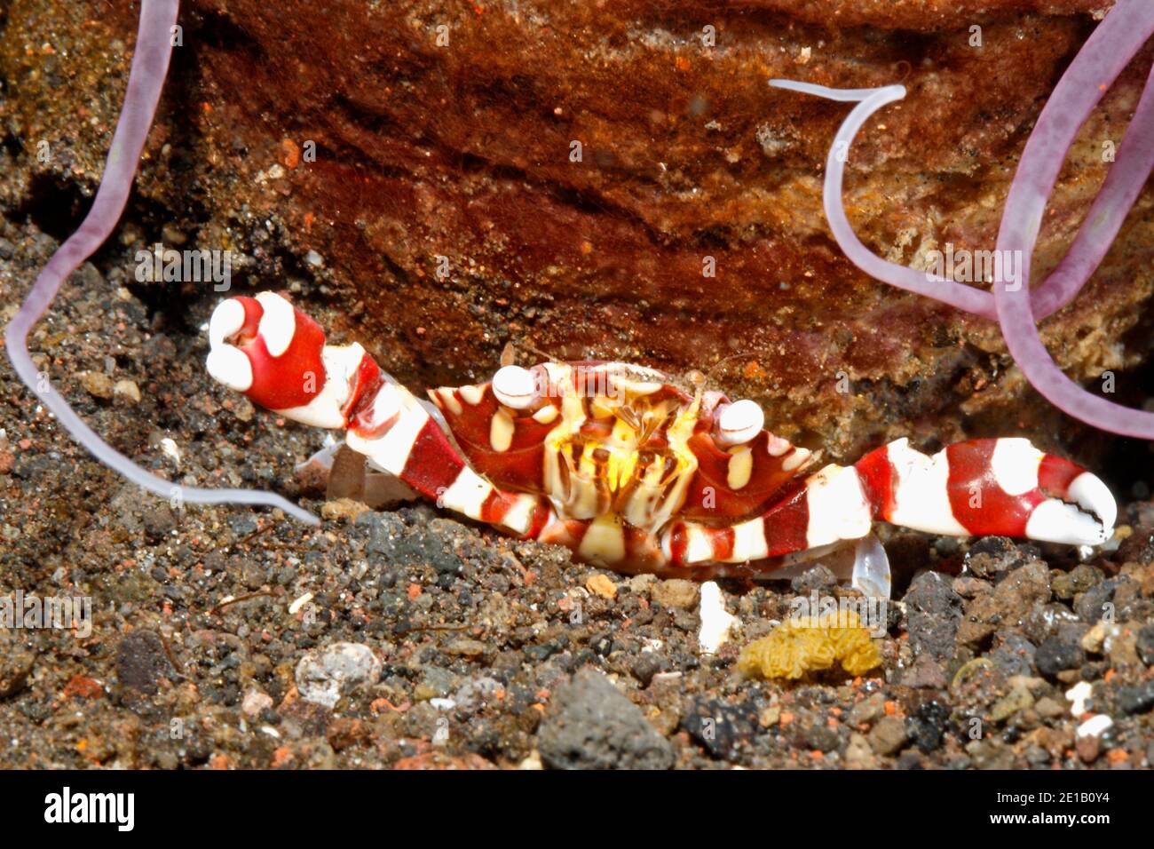 Crabe, Lissocarcinus arlequin laevis, s'abritant sous une anémone de mer. Tulamben, Bali, Indonésie. La mer de Bali, de l'Océan Indien Banque D'Images