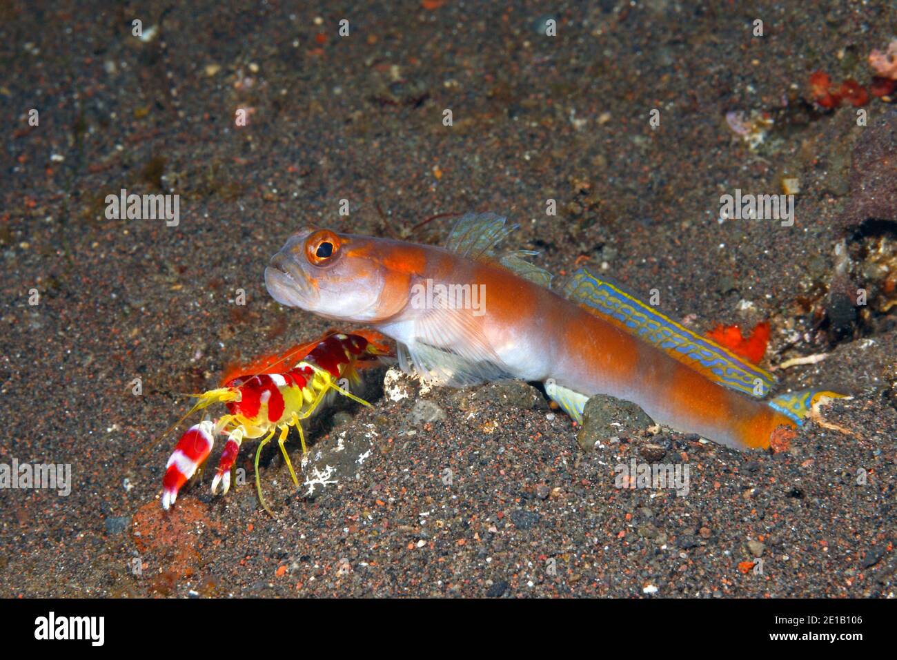 Amblyeleotris yanoi Flagtail Shrimpgoby alpheid, avec crevettes, Alpheus randalli.Tulamben, Bali, Indonésie. La mer de Bali, de l'Océan Indien Banque D'Images